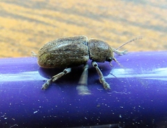 Glyptoscelis pubescens