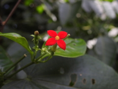 Manettia coccinea