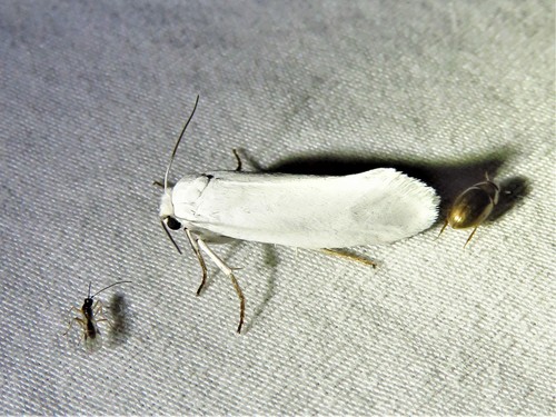 Eastern Yucca Moth photo 3