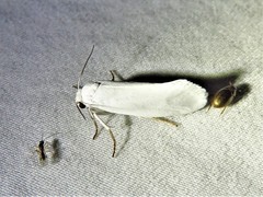 Tegeticula yuccasella