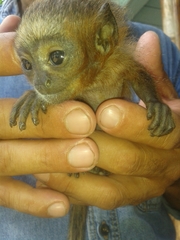 Plecturocebus discolor