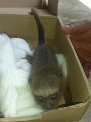 Plecturocebus discolor