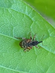 Conotrachelus anaglypticus