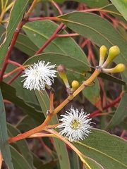 Eucalyptus racemosa