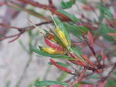 Darwinia biflora