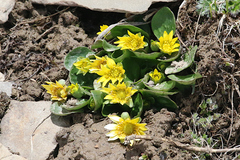 Oxygraphis glacialis