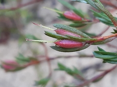 Darwinia biflora