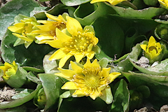 Oxygraphis glacialis