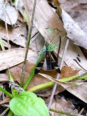 Panorpa japonica