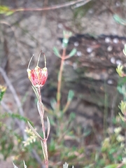 Darwinia biflora