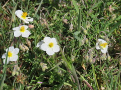 Helianthemum apenninum