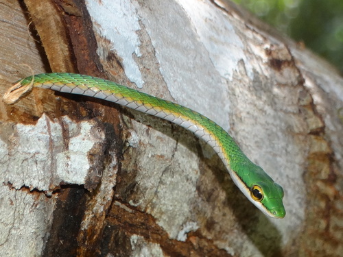Photo of a Parrot Snake (Leptophis ahaetulla)