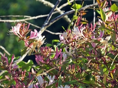 Lonicera × bella