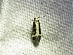 Aroga camptogramma