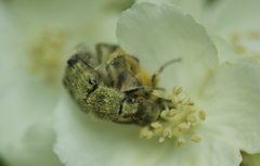 Lasiotrichius succinctus