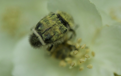 Lasiotrichius succinctus