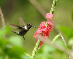 Calliphlox amethystina