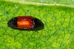 Drapetes tunicatus