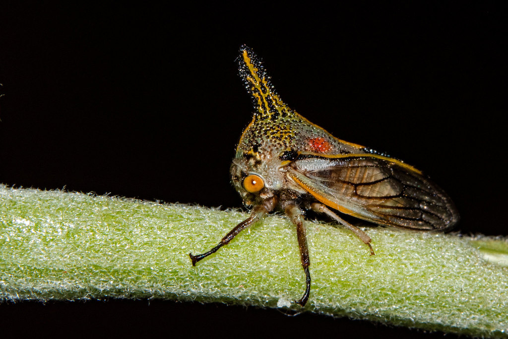 Ramosella