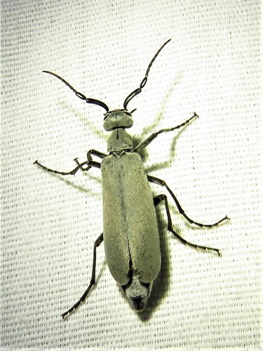 Ashgray blister beetle photo 4