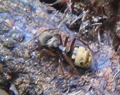 Dolichoderus bispinosus