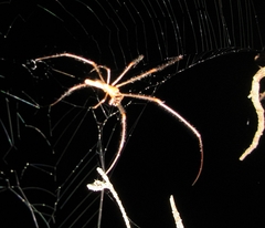 Tetragnatha versicolor