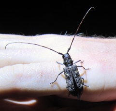 Monochamus carolinensis