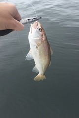 Genyonemus lineatus