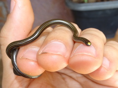 Epictia tenella