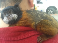 Saguinus tripartitus