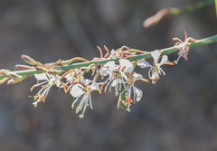 Oenothera cinerea cinerea
