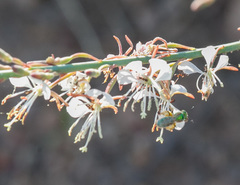 Oenothera cinerea cinerea