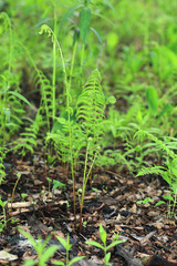 Coryphopteris nipponica