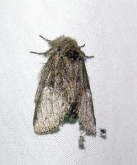 Macrurocampa marthesia