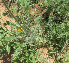 Oenothera cinerea cinerea