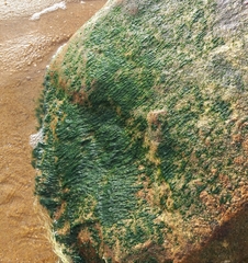 Ulva fasciata
