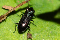 Notiophilus palustris