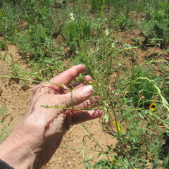 Oenothera cinerea cinerea
