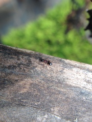 Dolichoderus quadripunctatus