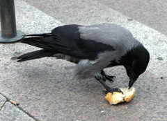 Corvus cornix
