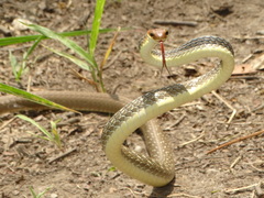 Chironius quadricarinatus