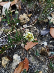 Chamaesaracha edwardsiana