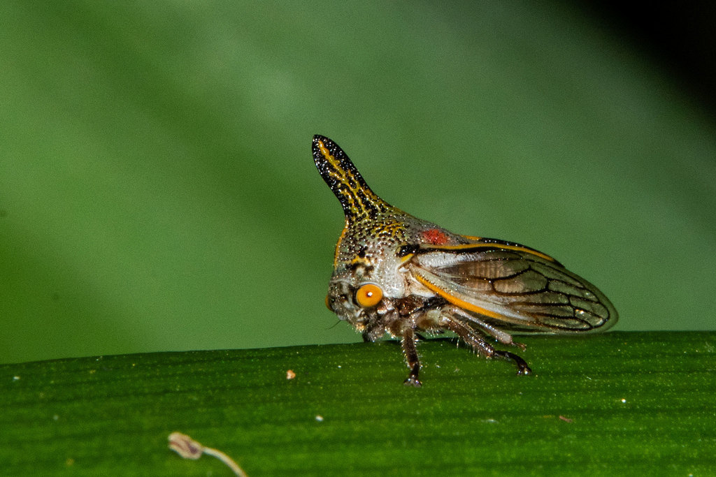 Ramosella dominicensis