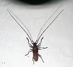 Monochamus carolinensis