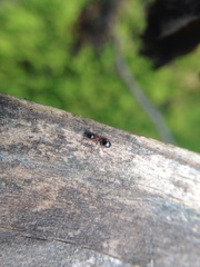 Dolichoderus quadripunctatus