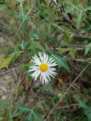 Aphanostephus riddellii