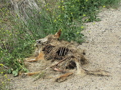 Canis latrans clepticus