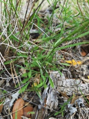 Aphanostephus riddellii