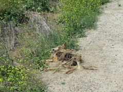 Canis latrans clepticus