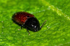 Drapetes tunicatus